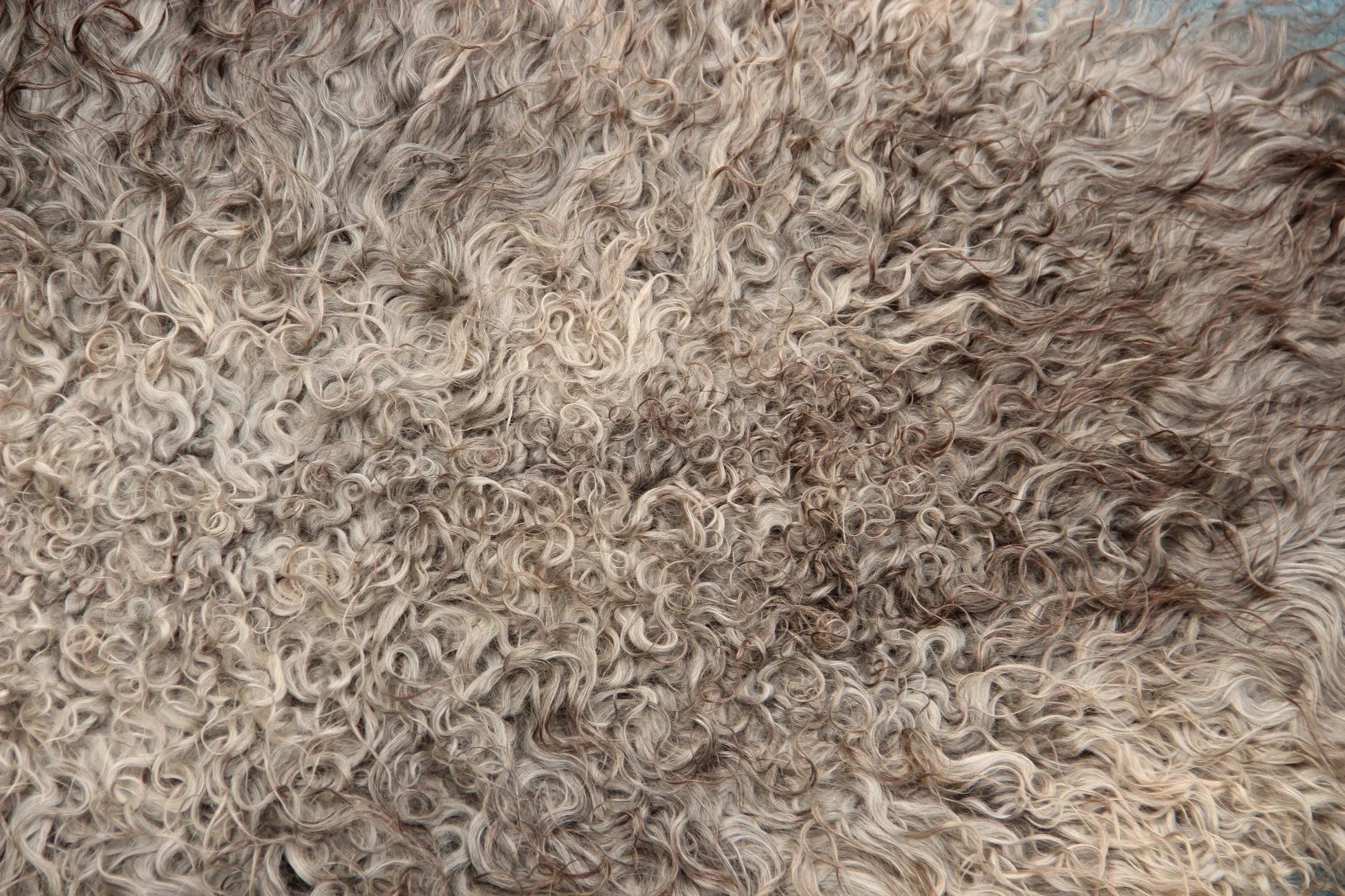 Gotland Schaffell (253)