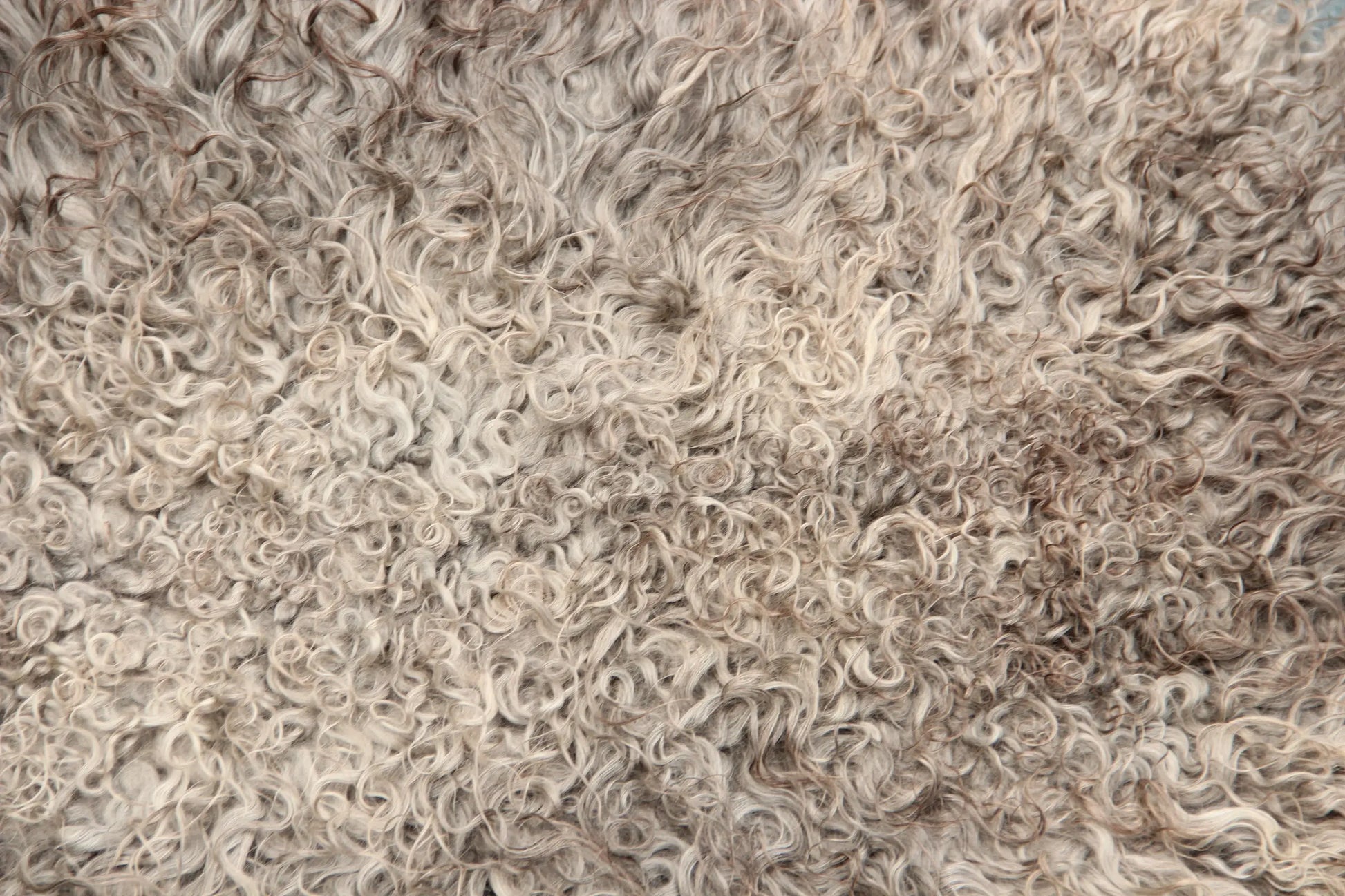 Gotland Schaffell (253)