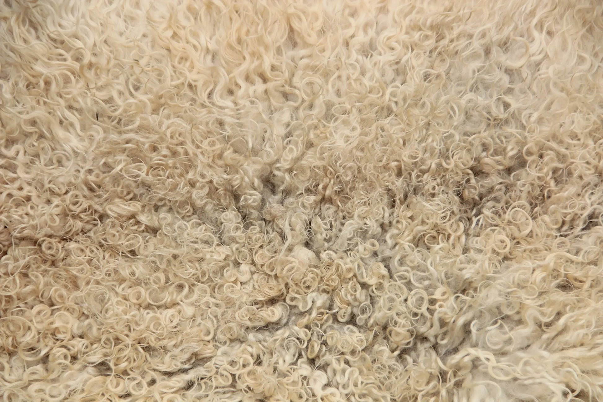 Gotland Schaffell (259)