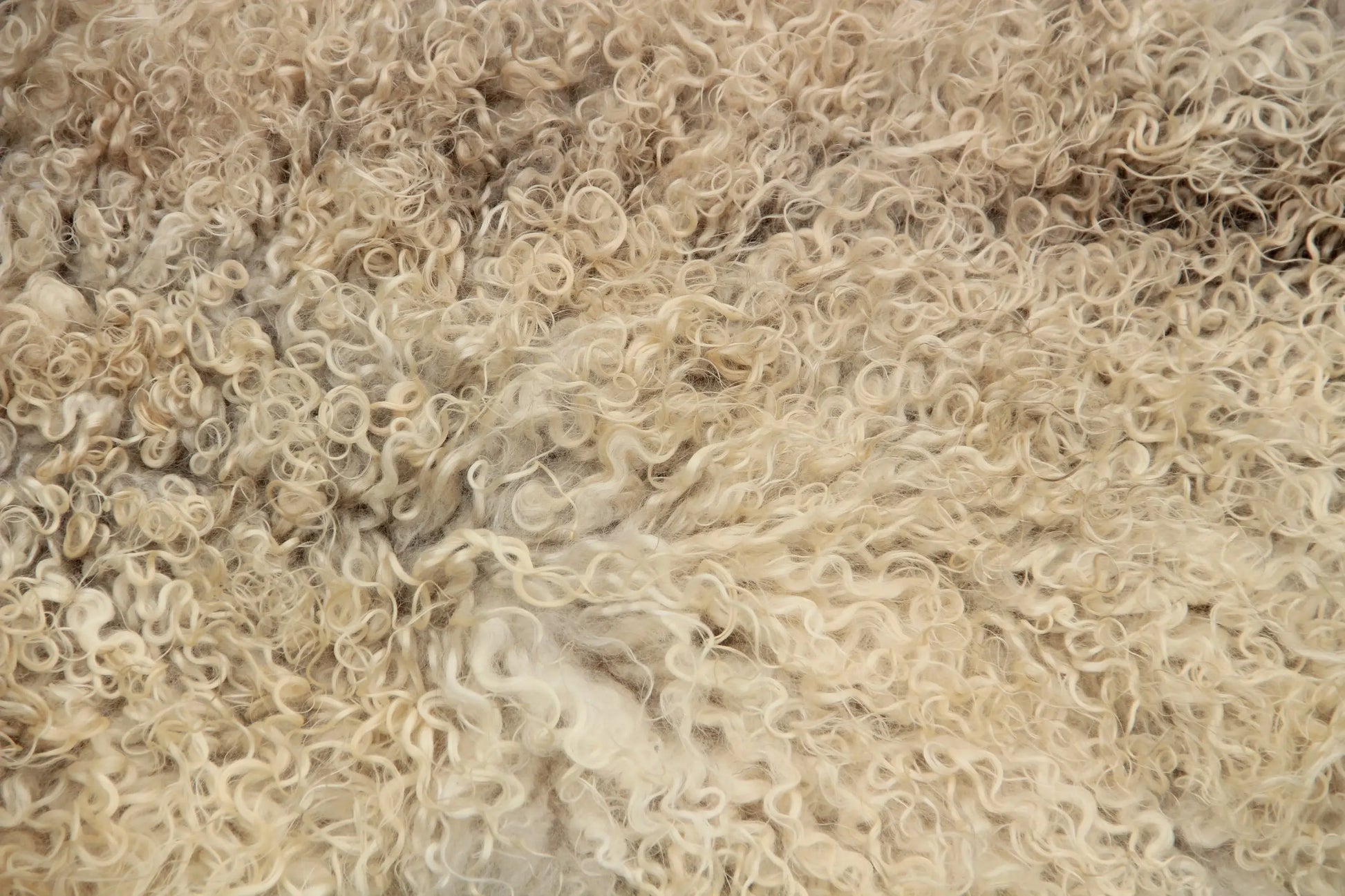 Gotland Schaffell (259)