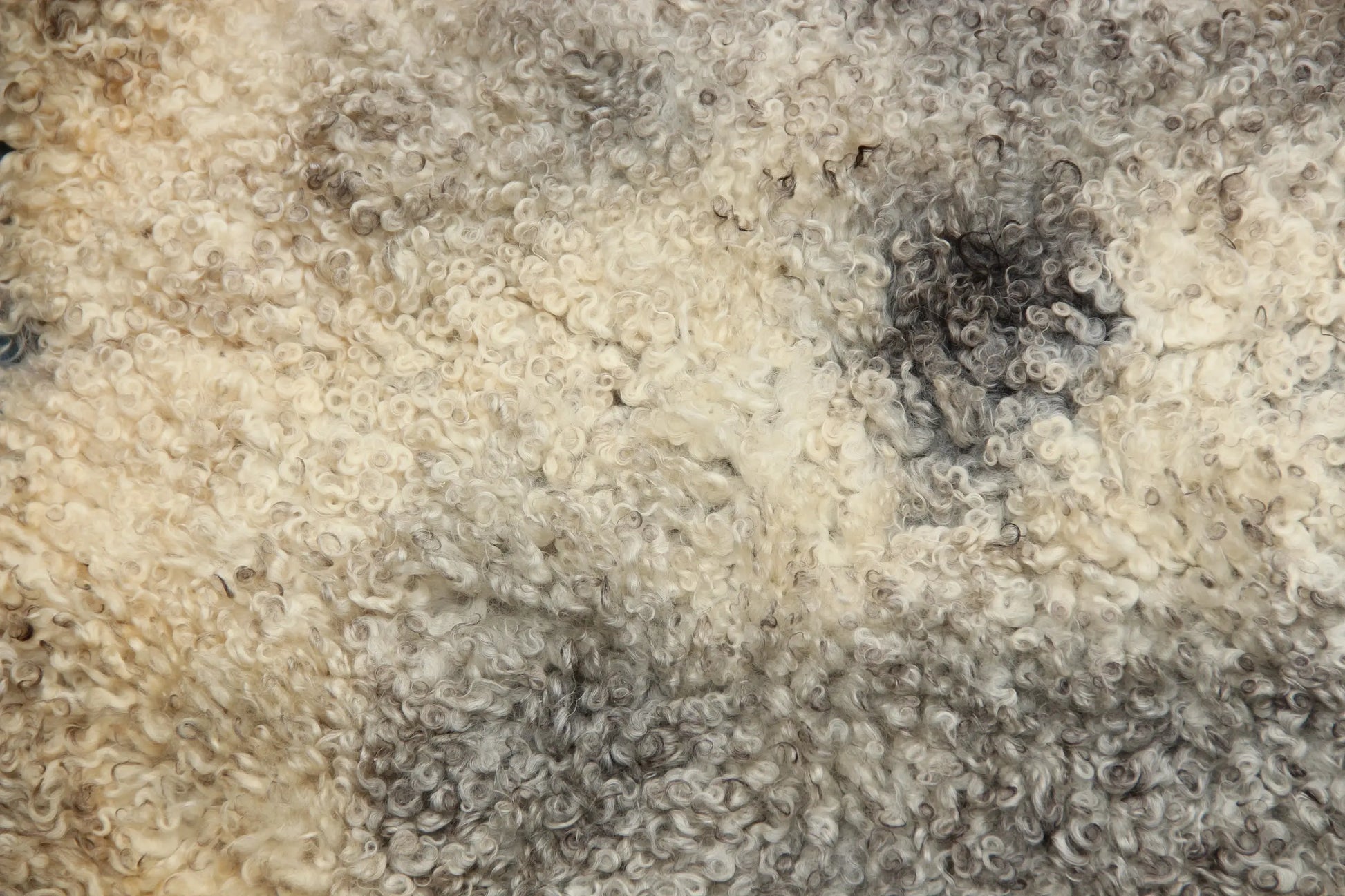 Gotland Schaffell (262)