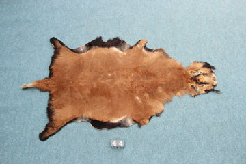 Kamerun Schaf mit Kopf (44)