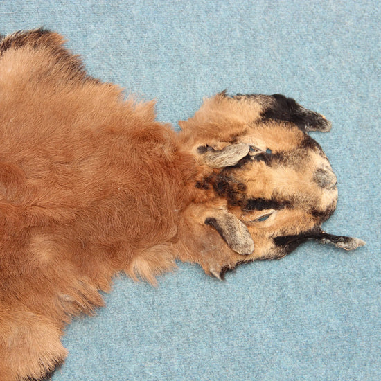 Kamerun Schaf mit Kopf (44)