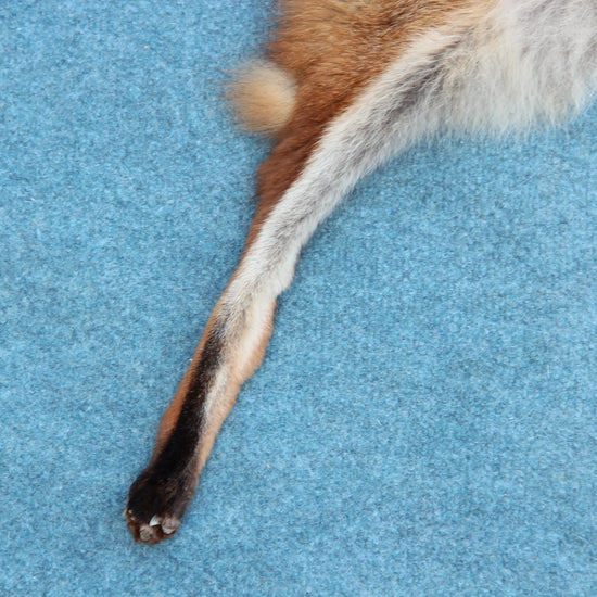 Weiches Rotfuchswinterfell  Ökologisch gegerbt (aus Deutschland)