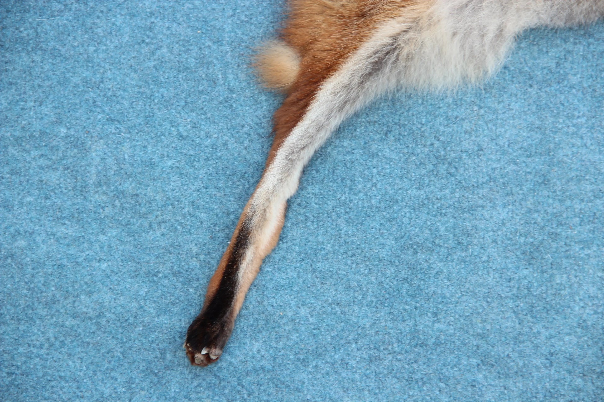 Weiches Rotfuchswinterfell  Ökologisch gegerbt (aus Deutschland)