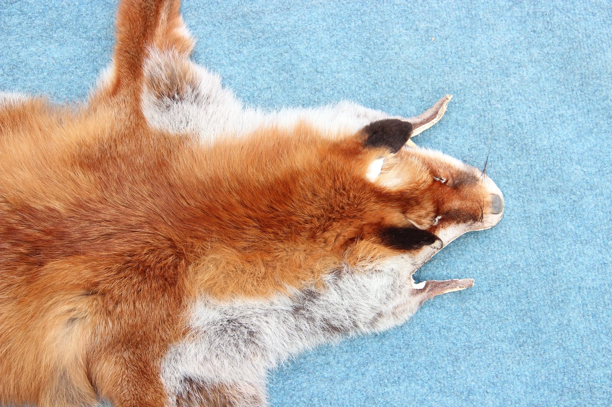 Weiches Rotfuchswinterfell  Ökologisch gegerbt (aus Deutschland)