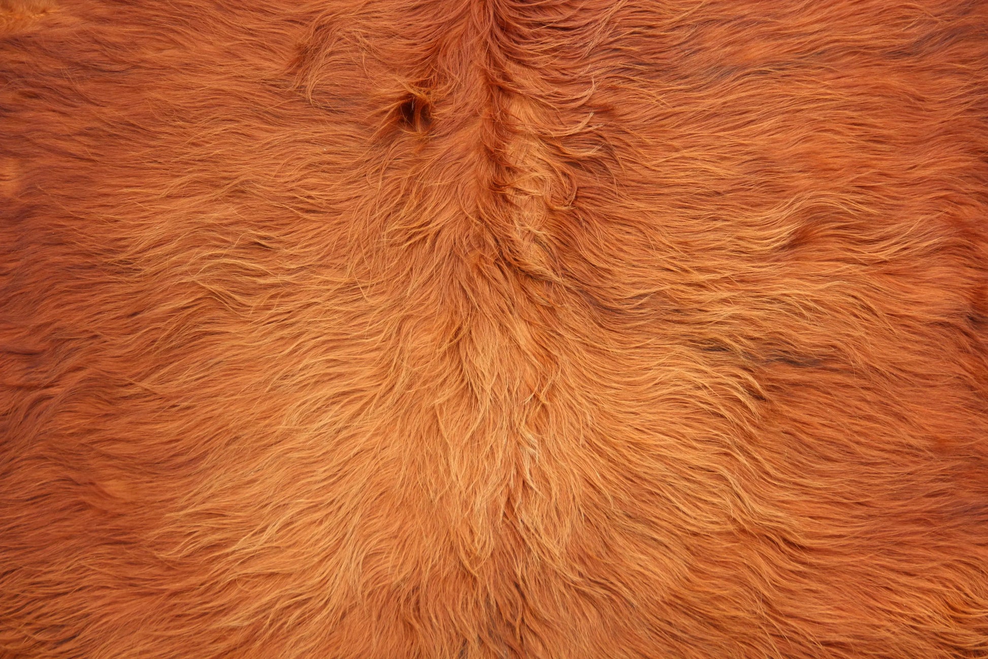 Kuhfell Braun (4166) XXL 4-5qm Langhaar Highländer