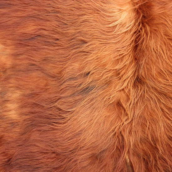 Kuhfell Braun (4169) XXL 4-5qm Langhaar Highländer