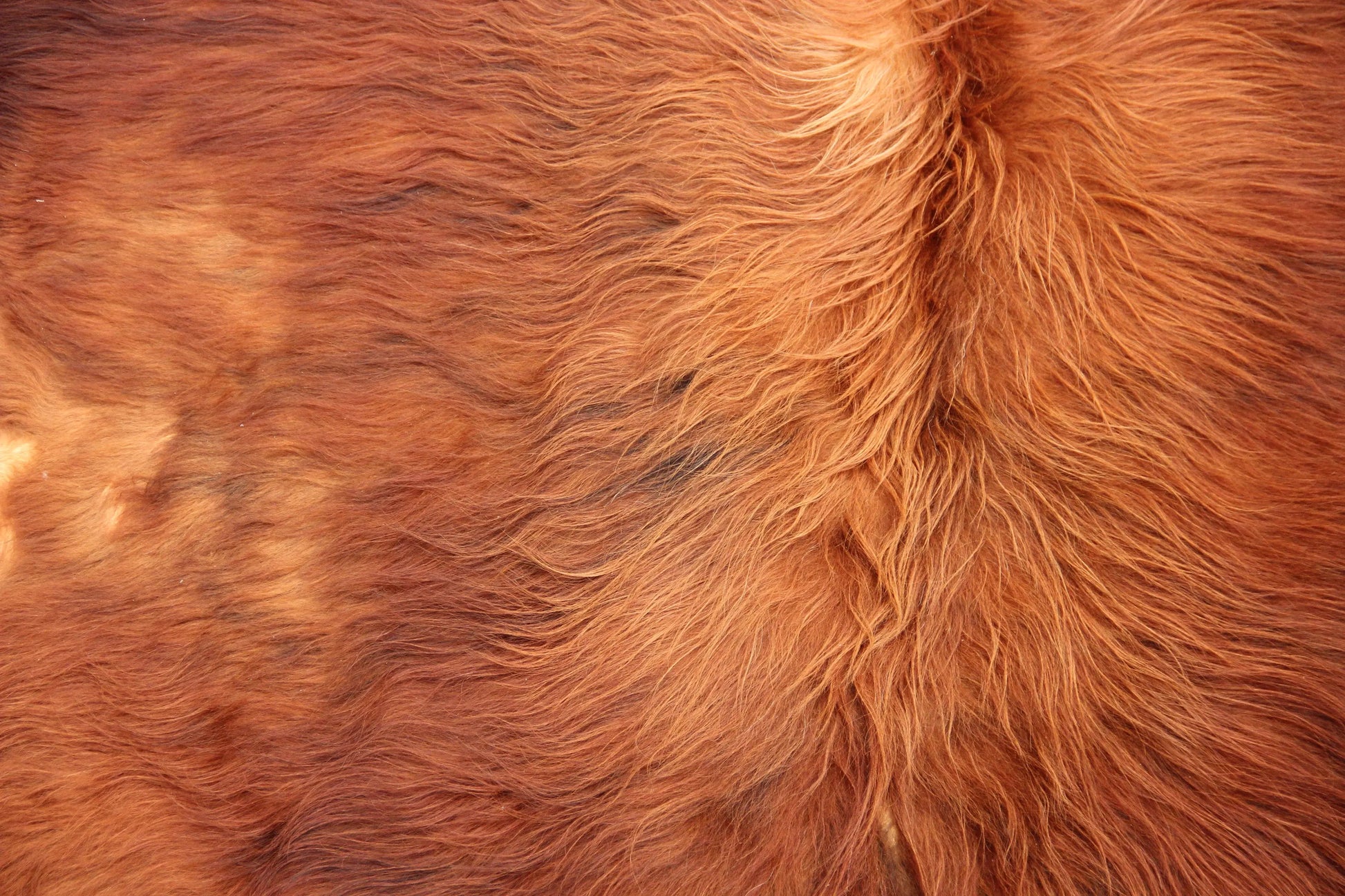 Kuhfell Braun (4169) XXL 4-5qm Langhaar Highländer