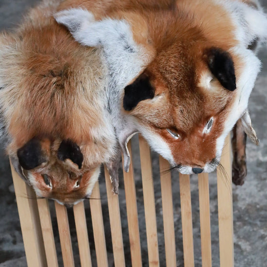 Angebot: 5x weiche Rotfuchswinterfelle  Ökologisch gegerbt (aus Deutschland)