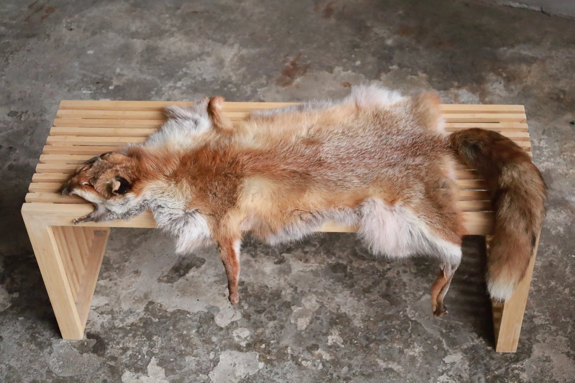 Angebot: 5x weiche Rotfuchswinterfelle  Ökologisch gegerbt (aus Deutschland)