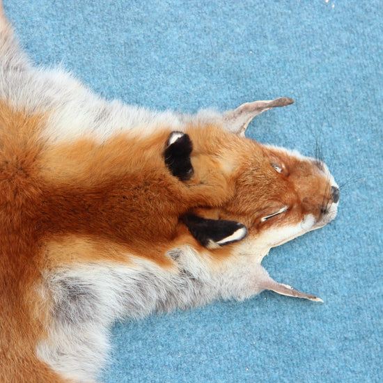 Angebot: 5x weiche Rotfuchswinterfelle  Ökologisch gegerbt (aus Deutschland)