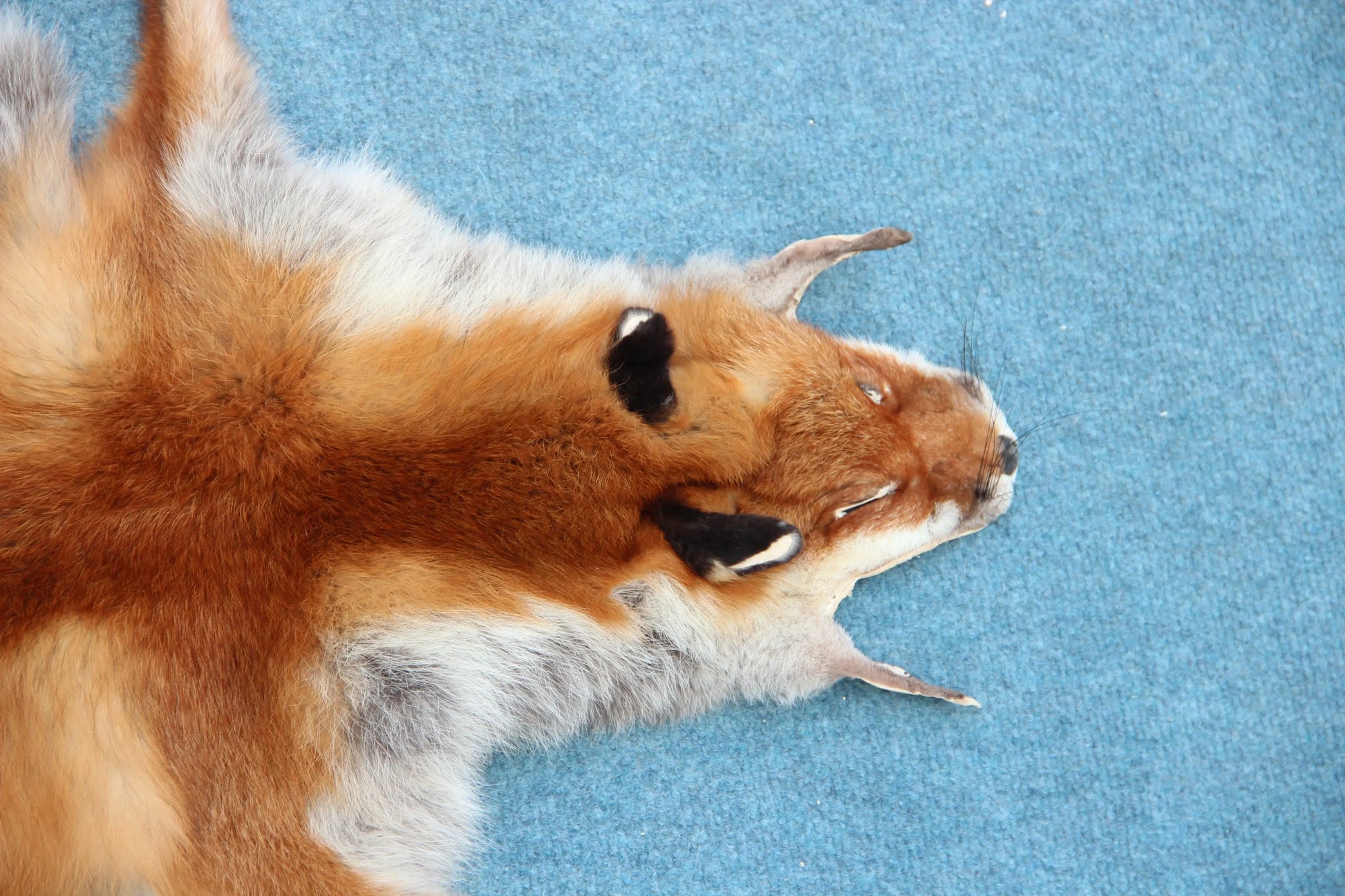 Angebot: 5x weiche Rotfuchswinterfelle  Ökologisch gegerbt (aus Deutschland)