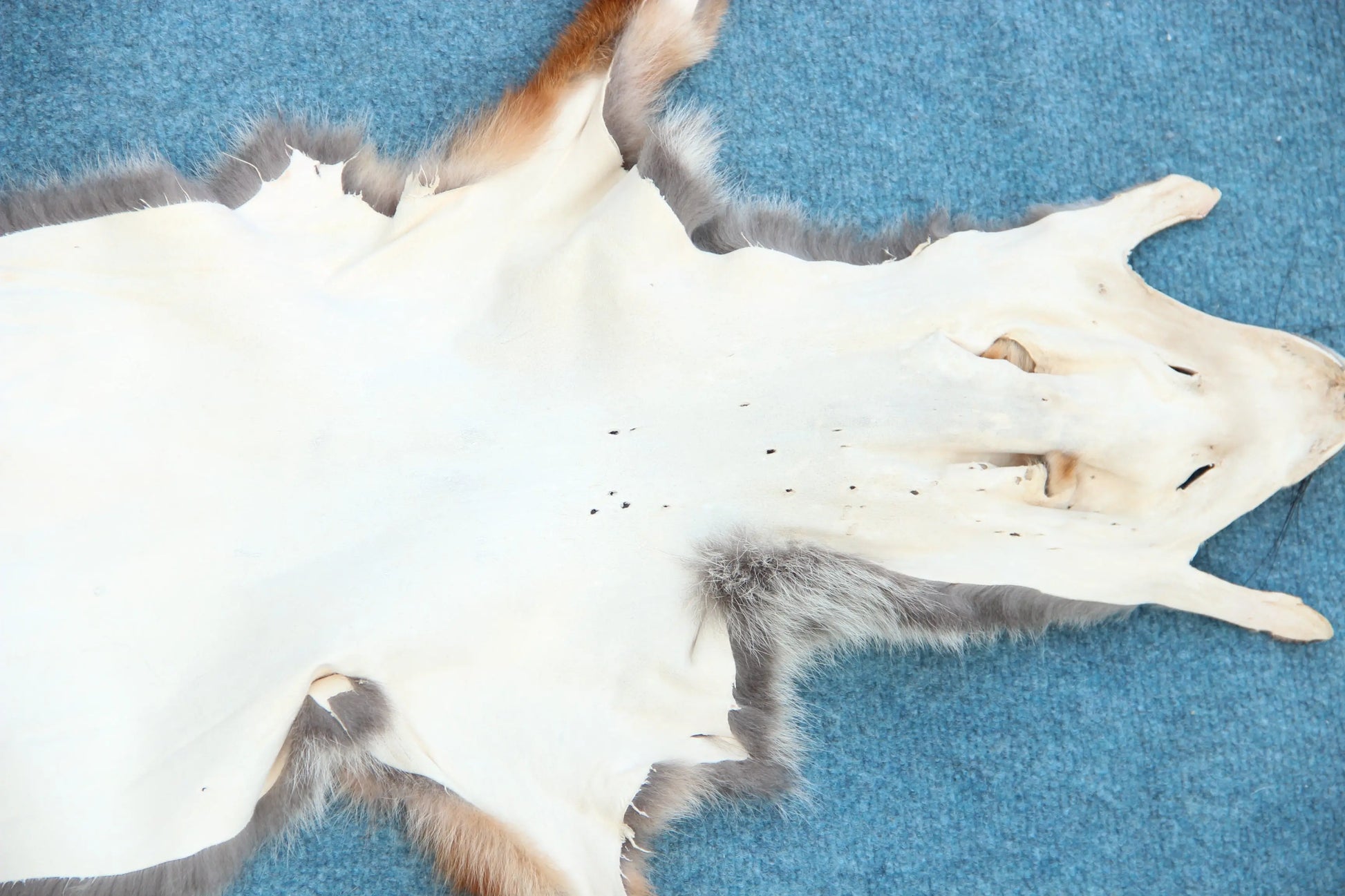 Angebot: 5x weiche Rotfuchswinterfelle  Ökologisch gegerbt (aus Deutschland)