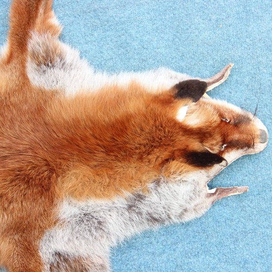 Angebot: 5x weiche Rotfuchswinterfelle  Ökologisch gegerbt (aus Deutschland)