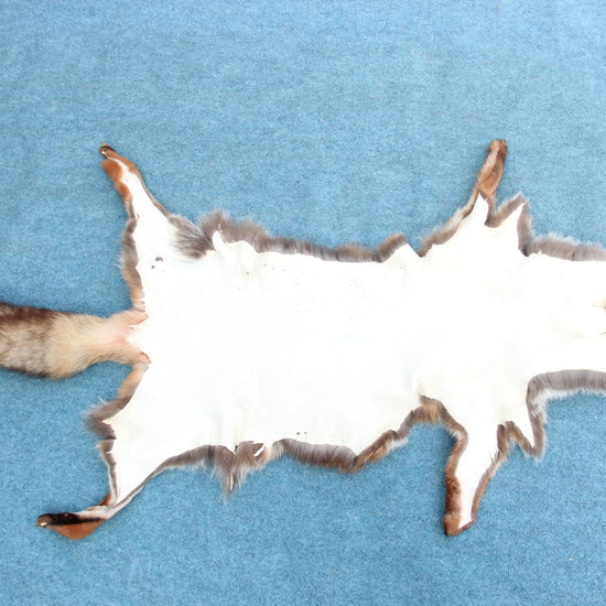 Angebot: 5x weiche Rotfuchswinterfelle  Ökologisch gegerbt (aus Deutschland)