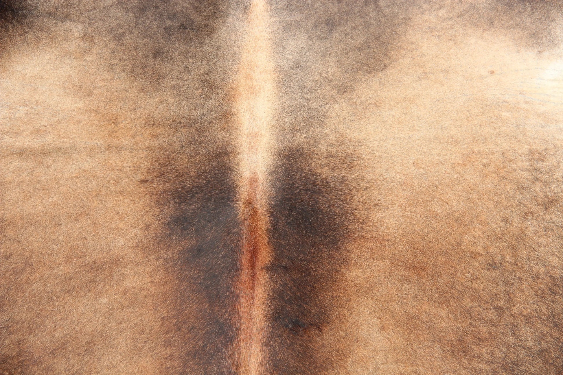 Kuhfell Braun Weiß (2677) 2-3 qm