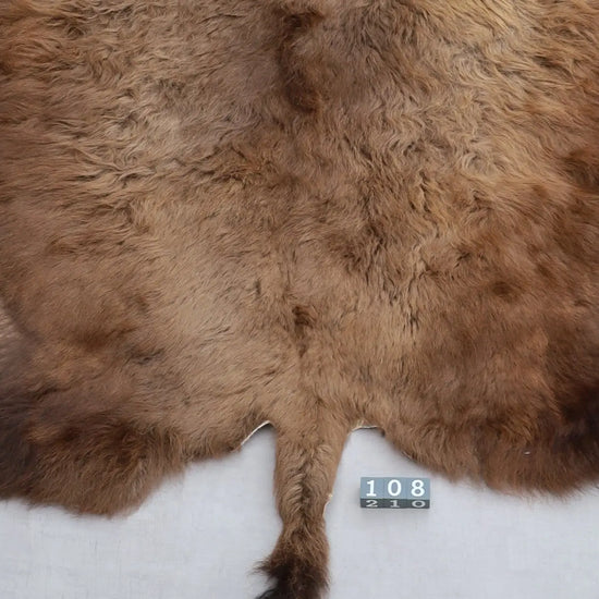 Hochwertiges Bisonfell  Einzigartiges Naturprodukt (ca. 240 x 220 cm) Nr. 108