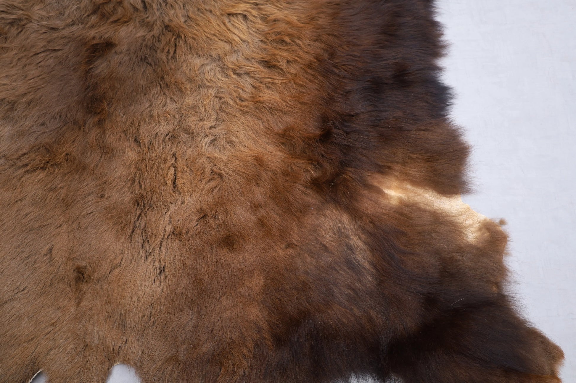 Hochwertiges Bisonfell  Einzigartiges Naturprodukt (ca. 240 x 220 cm) Nr. 108