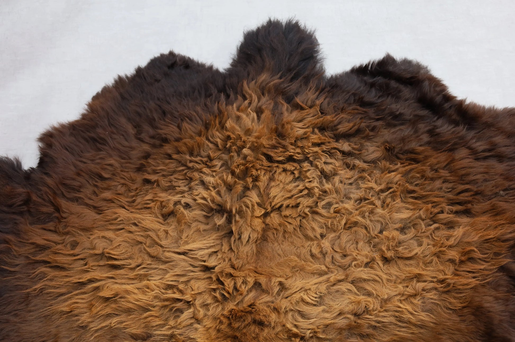 Hochwertiges Bisonfell  Einzigartiges Naturprodukt (ca. 270 x 245 cm) Nr. 111