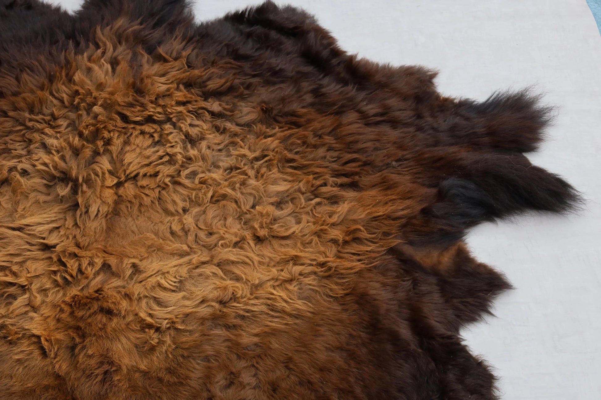 Hochwertiges Bisonfell  Einzigartiges Naturprodukt (ca. 270 x 245 cm) Nr. 111