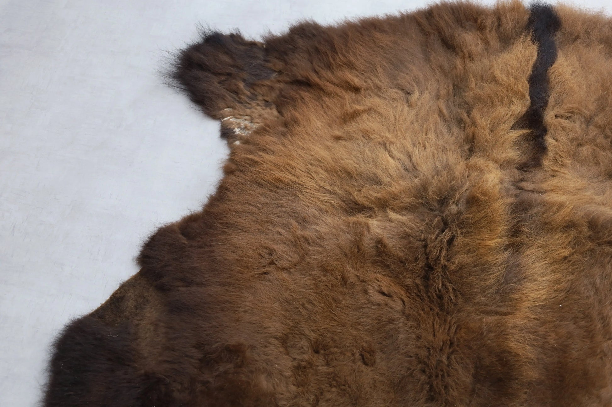 Hochwertiges Bisonfell  Einzigartiges Naturprodukt (ca. 230 x 218 cm) Nr. 112