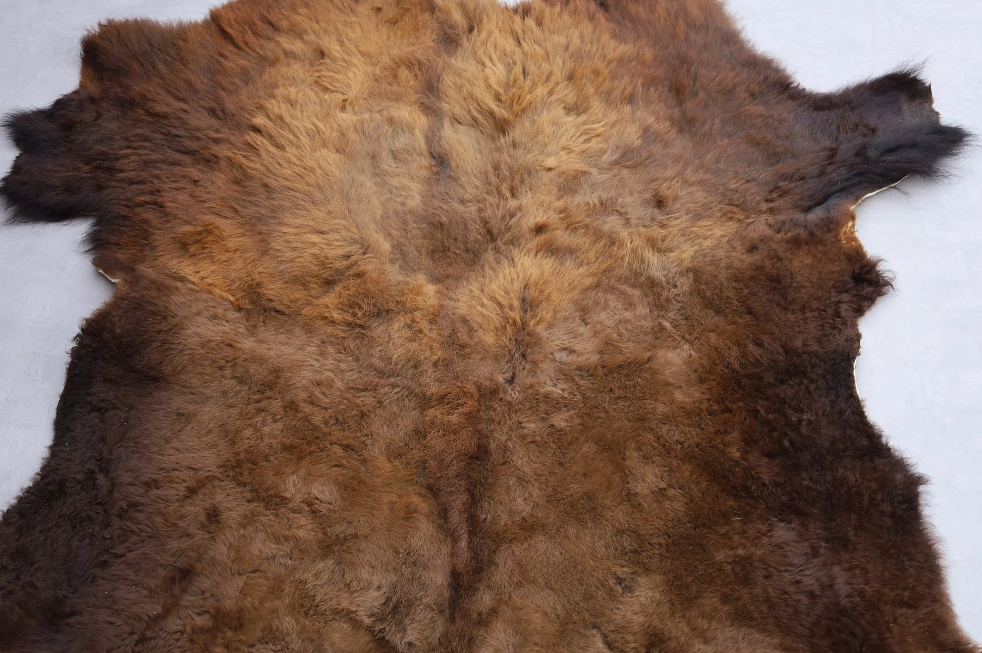 Hochwertiges Bisonfell  Einzigartiges Naturprodukt (ca. 290 x 213 cm) Nr. 114