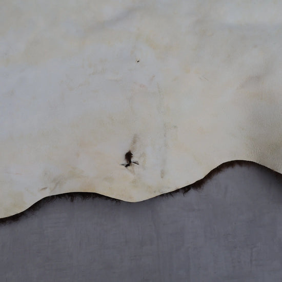 Hochwertiges Bisonfell  Einzigartiges Naturprodukt (ca. 290 x 213 cm) Nr. 114