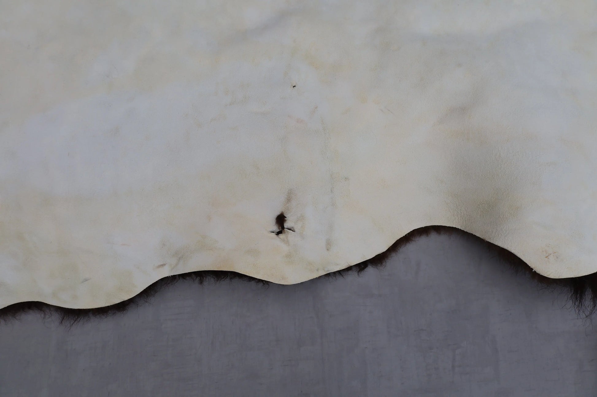 Hochwertiges Bisonfell  Einzigartiges Naturprodukt (ca. 290 x 213 cm) Nr. 114