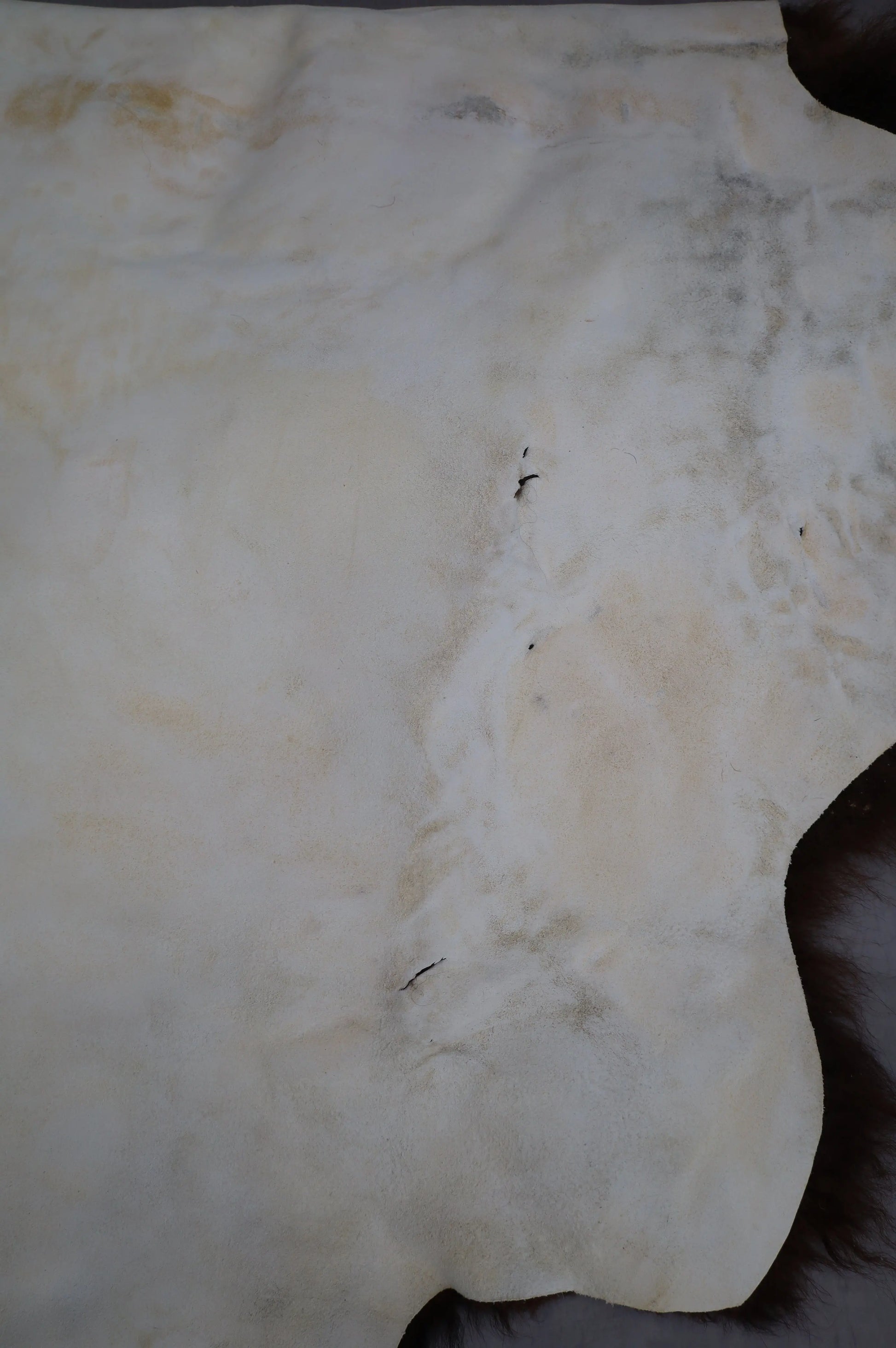 Hochwertiges Bisonfell  Einzigartiges Naturprodukt (ca. 290 x 213 cm) Nr. 114