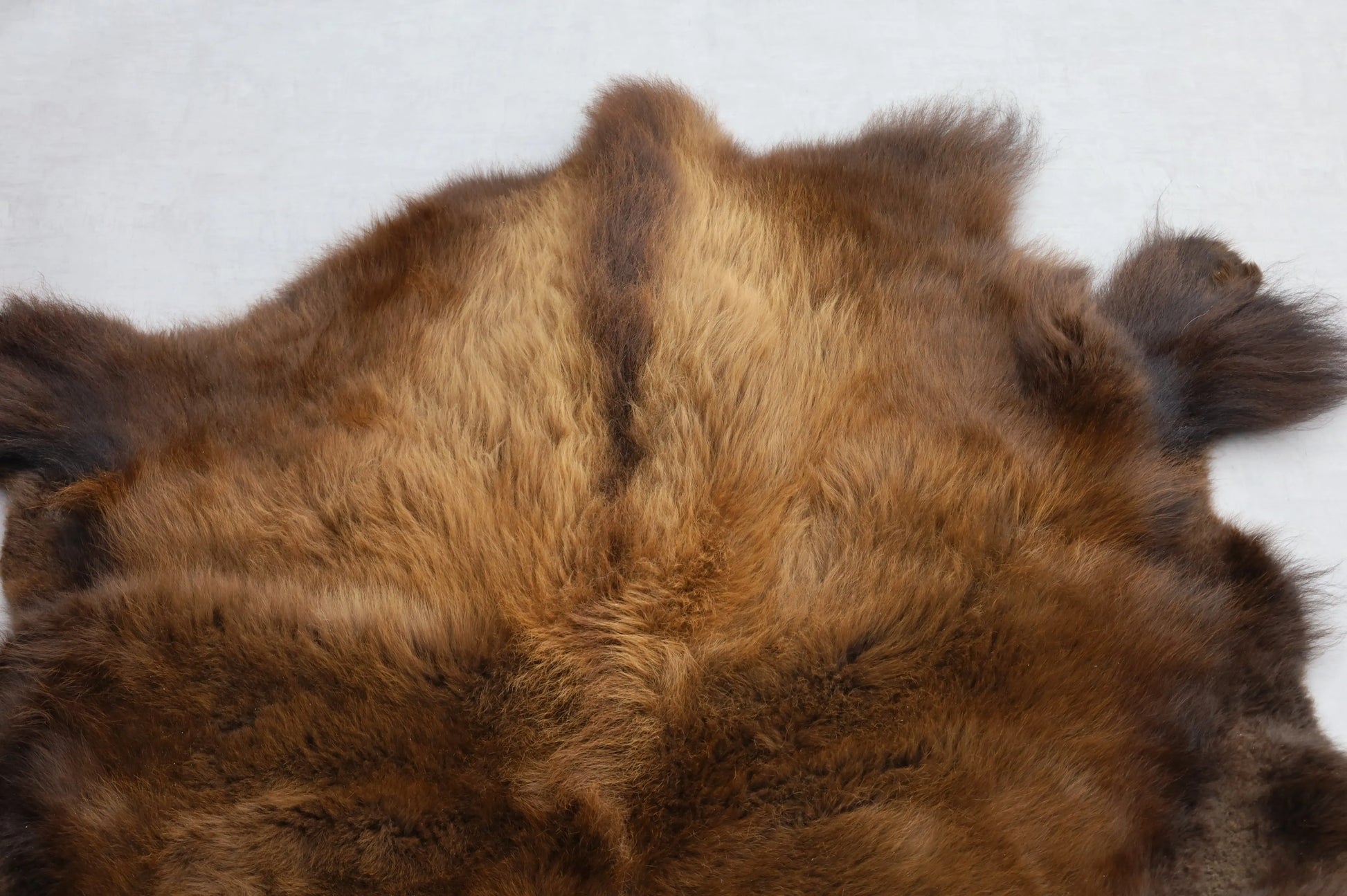 Hochwertiges Bisonfell  Einzigartiges Naturprodukt (ca. 265 x 166 cm) Nr. 115