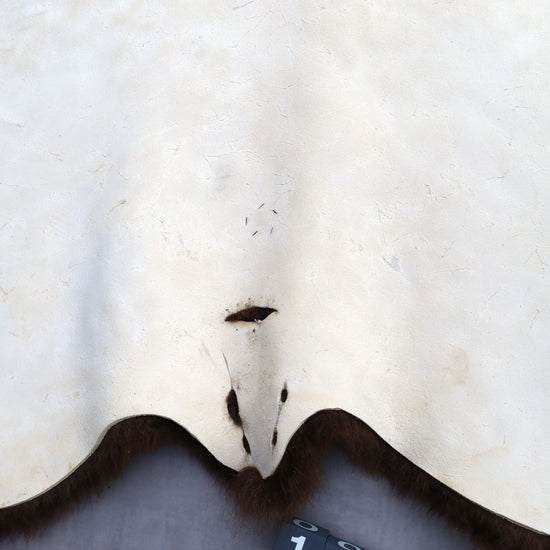 Hochwertiges Bisonfell  Einzigartiges Naturprodukt (ca. 265 x 166 cm) Nr. 115