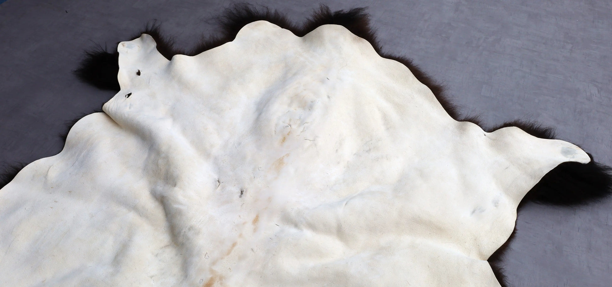 Hochwertiges Bisonfell  Einzigartiges Naturprodukt (ca. 265 x 166 cm) Nr. 115