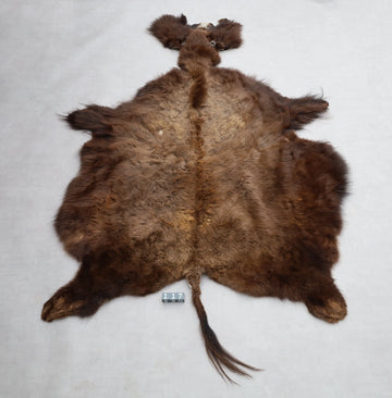 Hochwertiges Bisonfell  Einzigartiges Naturprodukt mit Maske (ca. 260 x 175 cm) Nr. 117