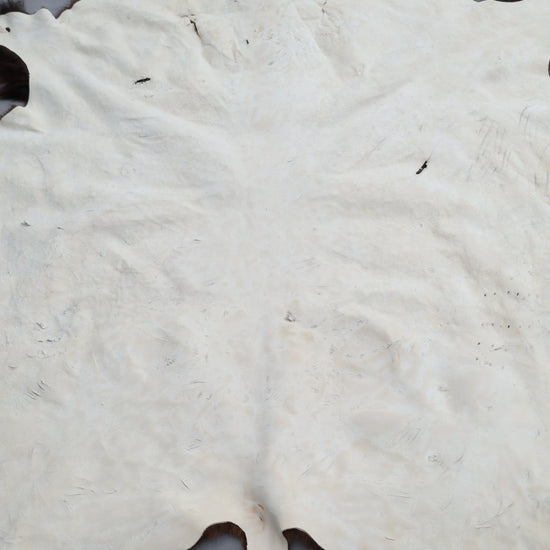 Hochwertiges Bisonfell  Einzigartiges Naturprodukt mit Maske (ca. 260 x 175 cm) Nr. 117