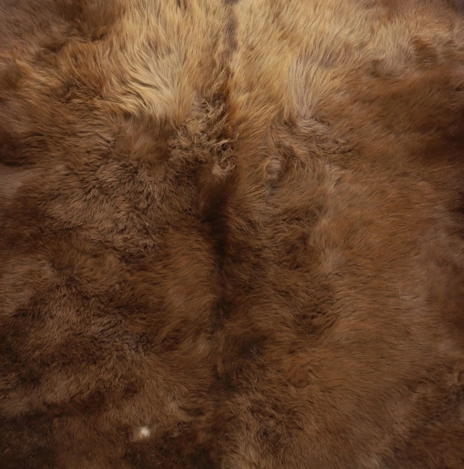 Hochwertiges Bisonfell  Einzigartiges Naturprodukt (ca. 213 x 175 cm) Nr. 118