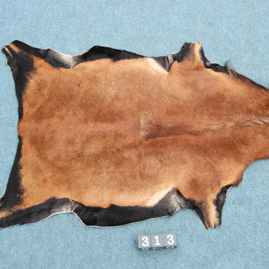 Kamerun Schaf (313) Gerberei Birke