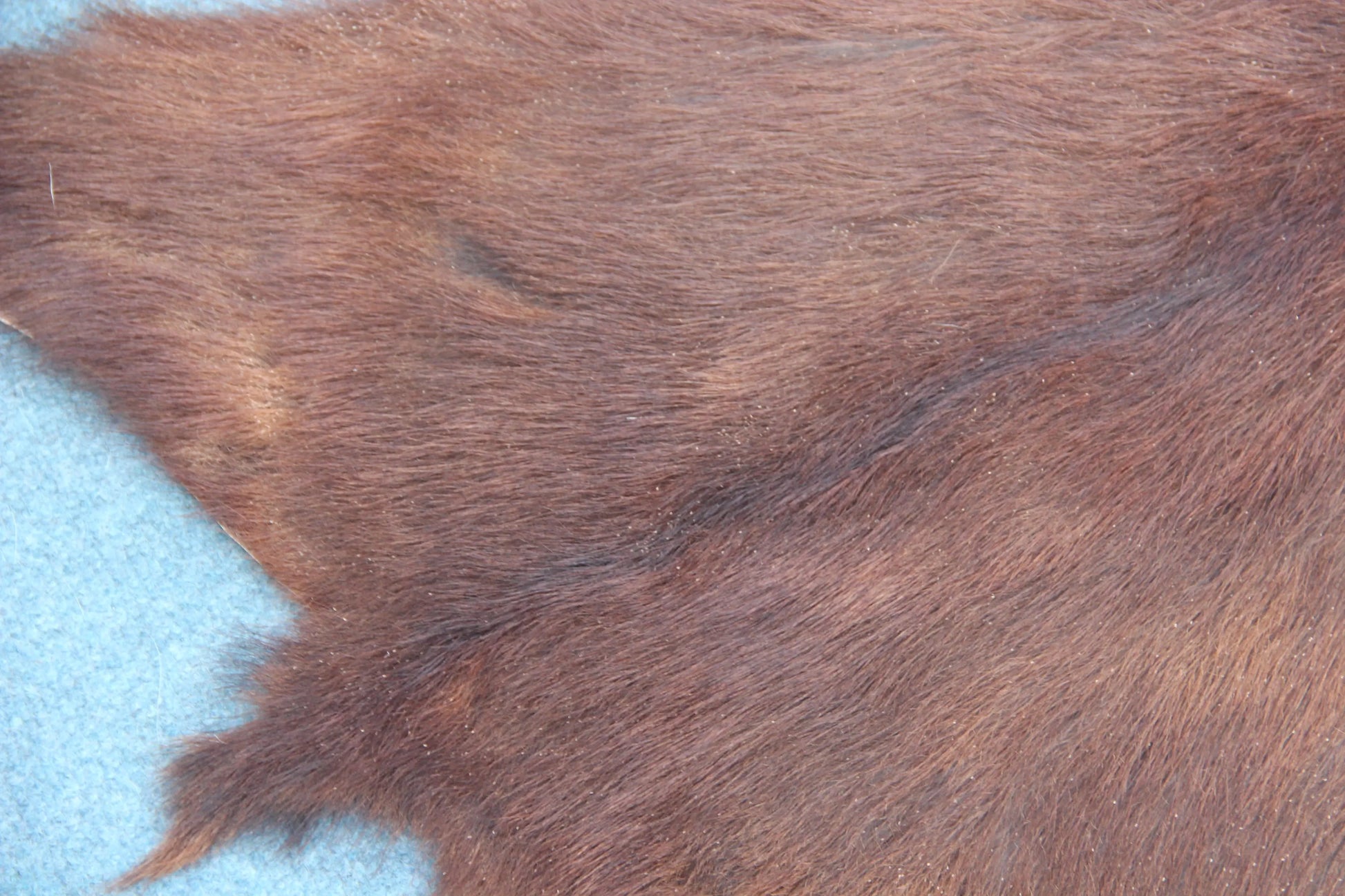 Naturbelassenes Ziegenfell (396) – Ökologisch in Deutschland gegerbt Gerberei Birke Fellshop