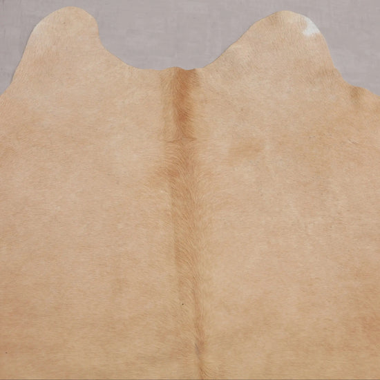 Kuhfell Beige Weiß (2711) 2-3 qm  Gerberei Birke Fellshop: Nahaufnahme Hals