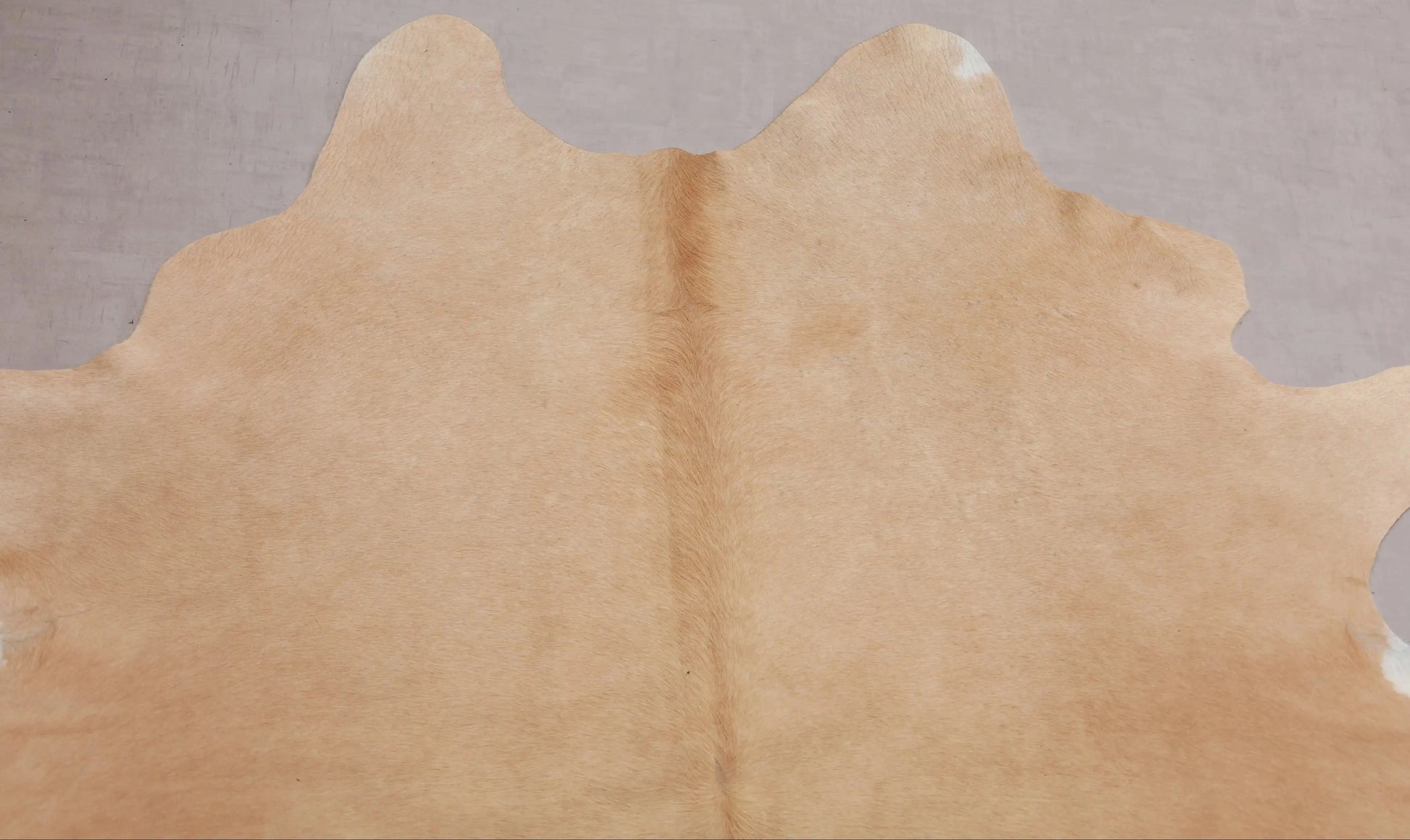 Kuhfell Beige Weiß (2711) 2-3 qm  Gerberei Birke Fellshop: Nahaufnahme Hals