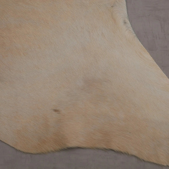 Kuhfell Beige Gold getigert (2720) 2-3 qm  Gerberei Birke Fellshop: Nahaufnahme Bein