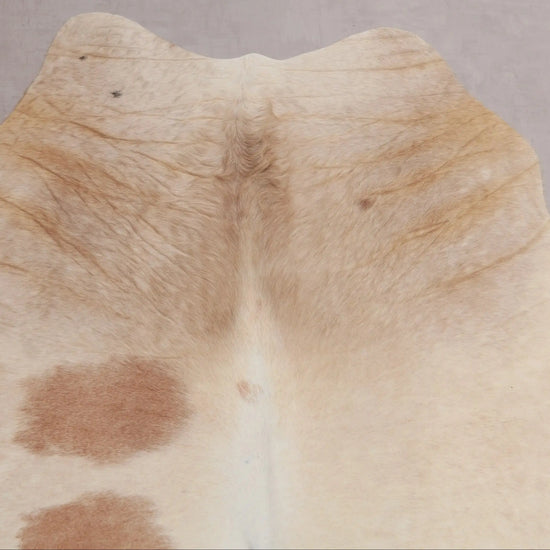 Kuhfell Beige Weiß Braun (2724) 2-3 qm  Gerberei Birke Fellshop: Nahaufnahme Hals