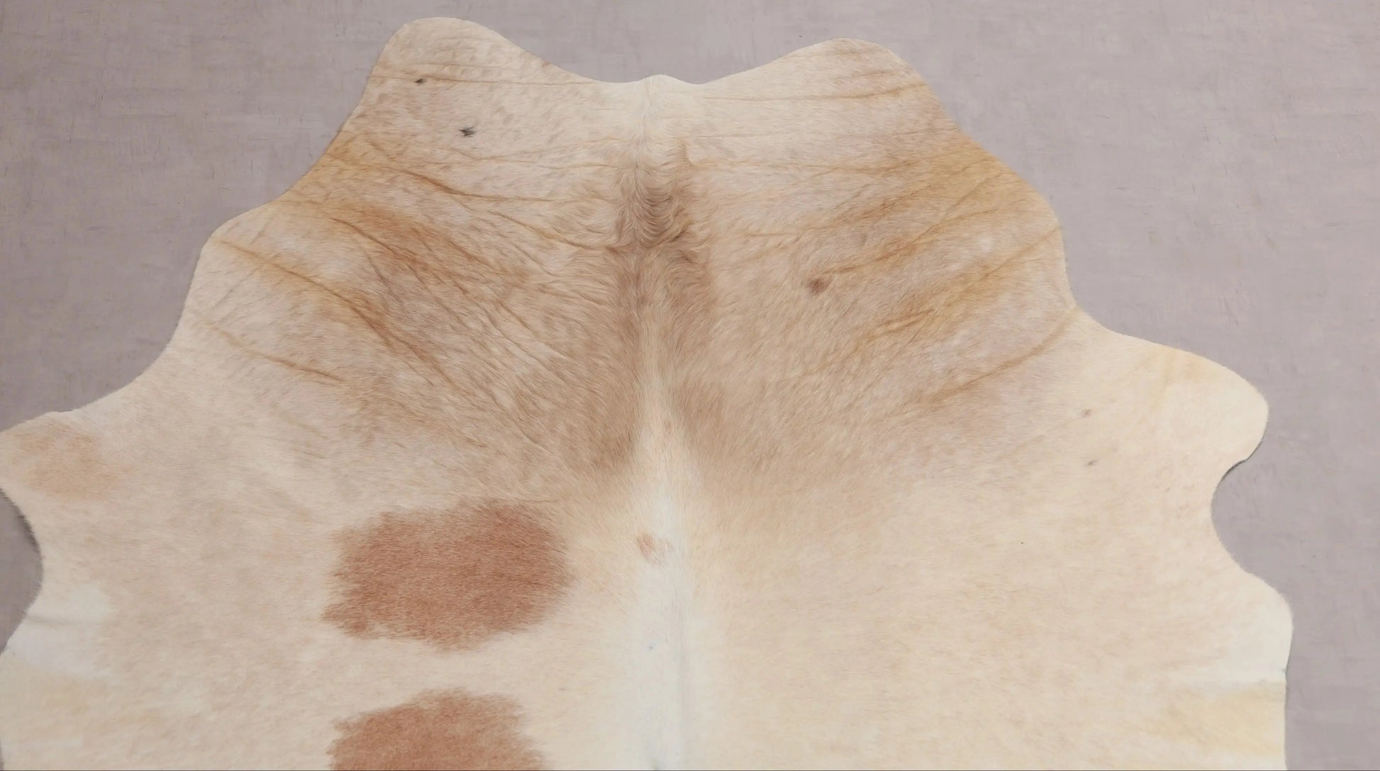Kuhfell Beige Weiß Braun (2724) 2-3 qm  Gerberei Birke Fellshop: Nahaufnahme Hals