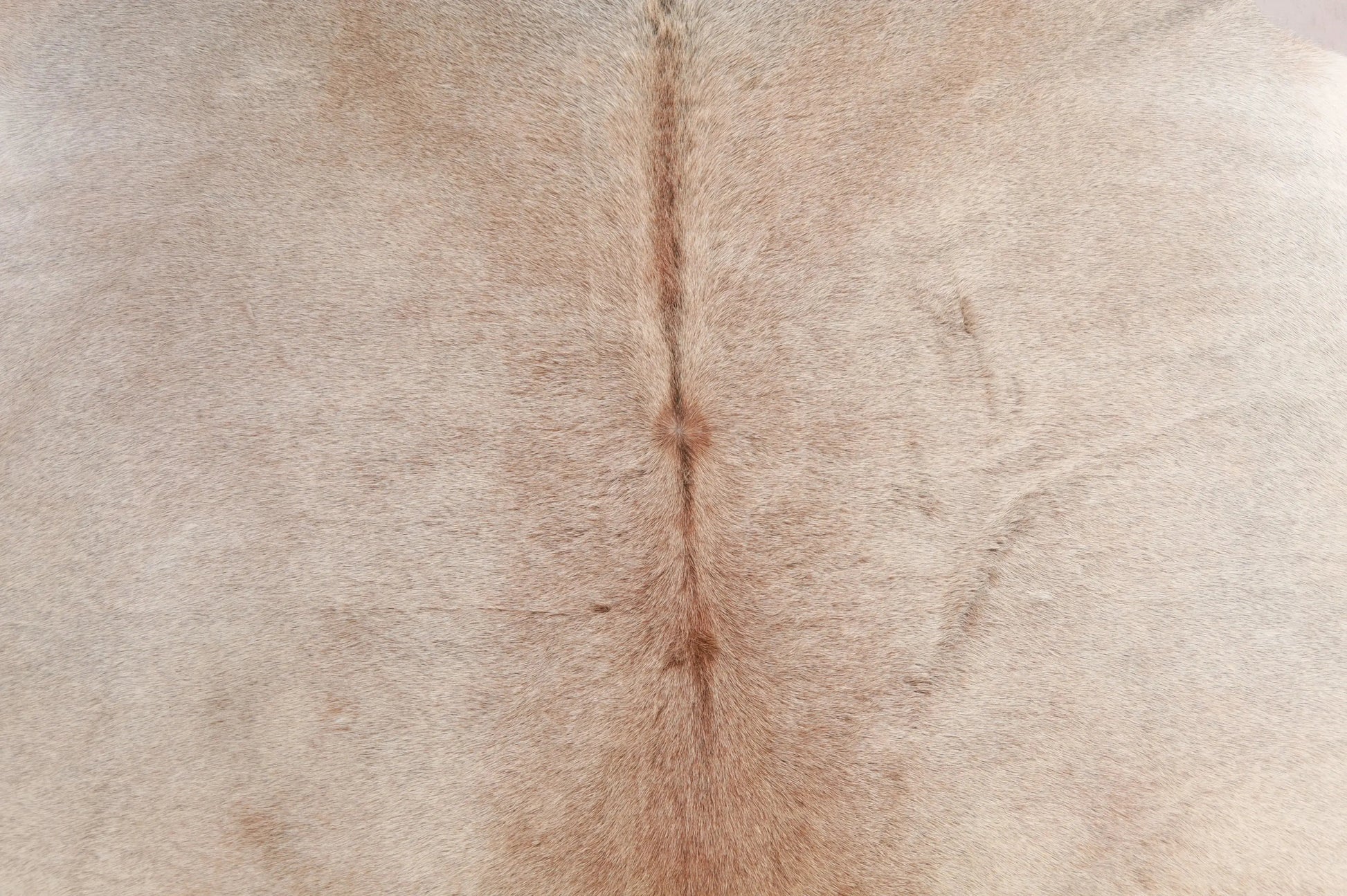 Kuhfell Beige Grau Weiß Braun (2738) 2-3 qm  Gerberei Birke Fellshop: Nahaufnahme Rücken