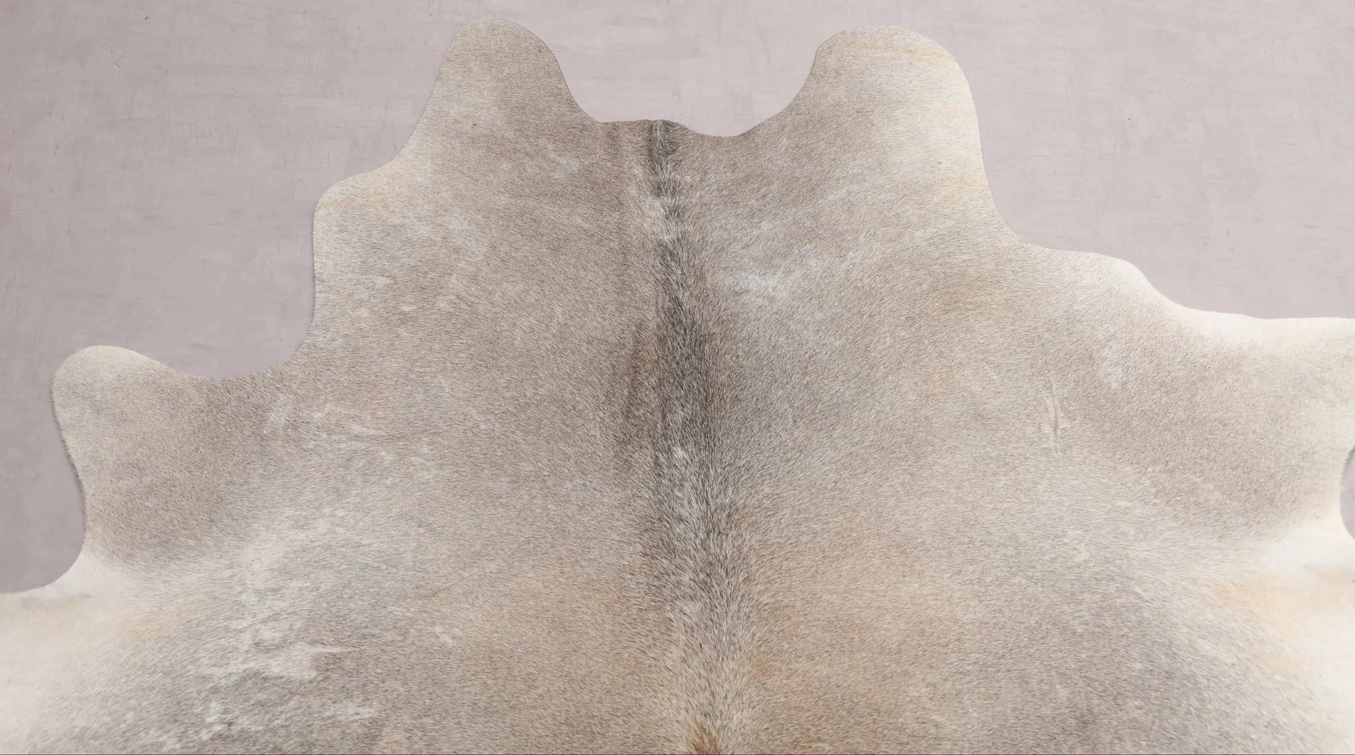 Kuhfell Beige Grau Weiß Braun (2739) 2-3 qm  Gerberei Birke Fellshop: Nahaufnahme Hals