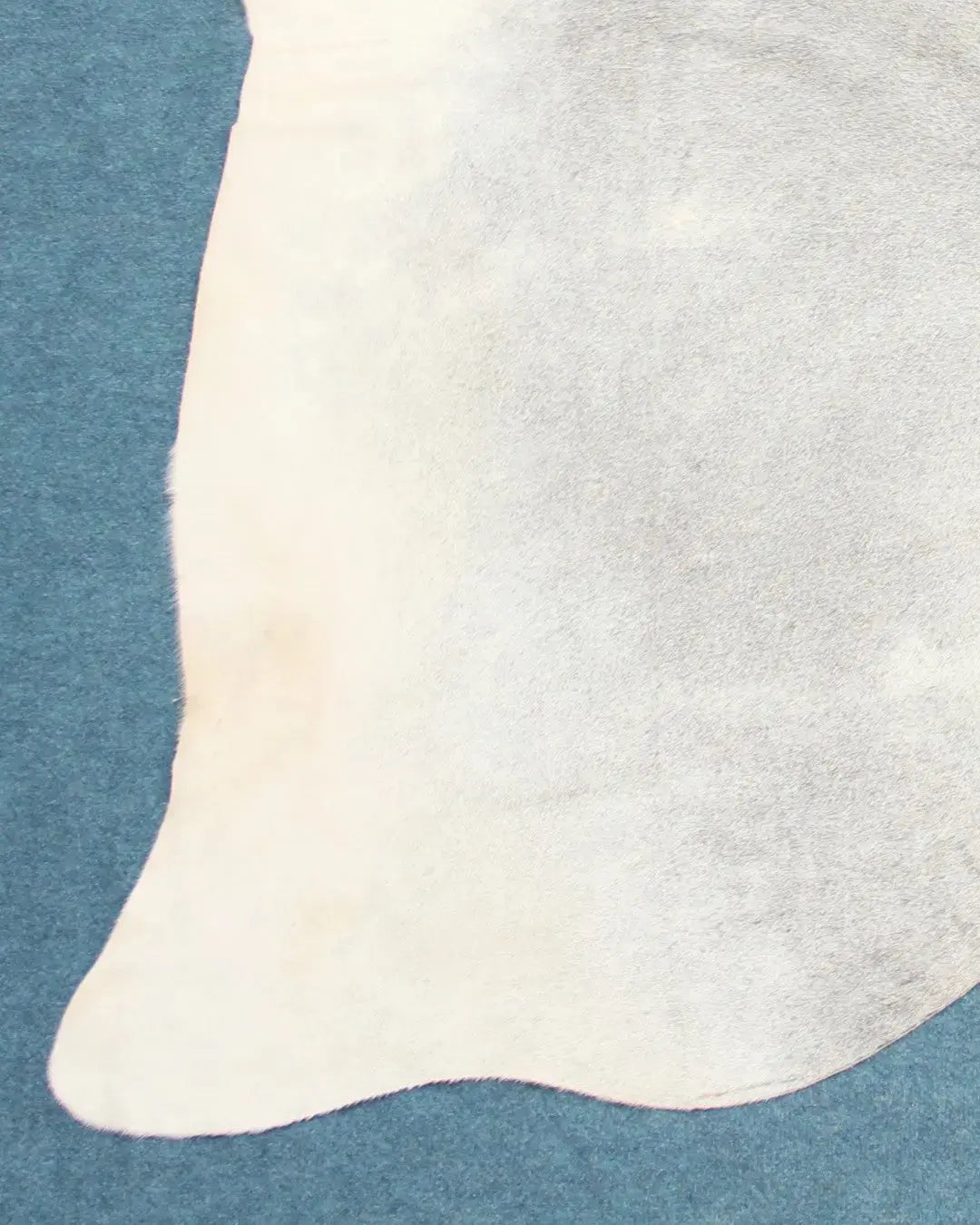 Kuhfell Grau Weiß Beige (3433) 3-4 qm  Gerberei Birke Fellshop: Nahaufnahme Bein