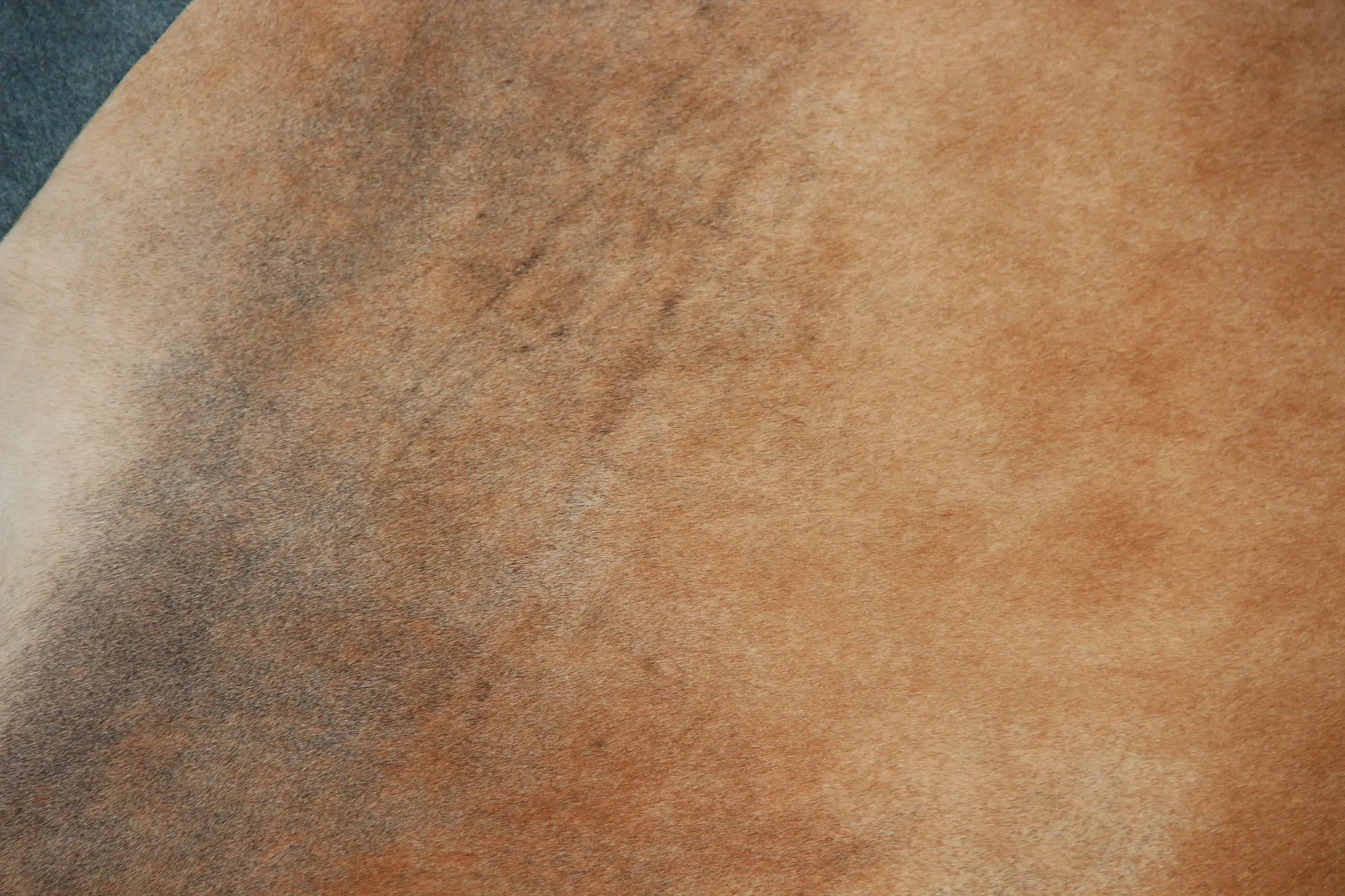 Kuhfell Braun Beige Schwarz (3473) 3-4 qm  Gerberei Birke Fellshop: Nahaufnahme Seite