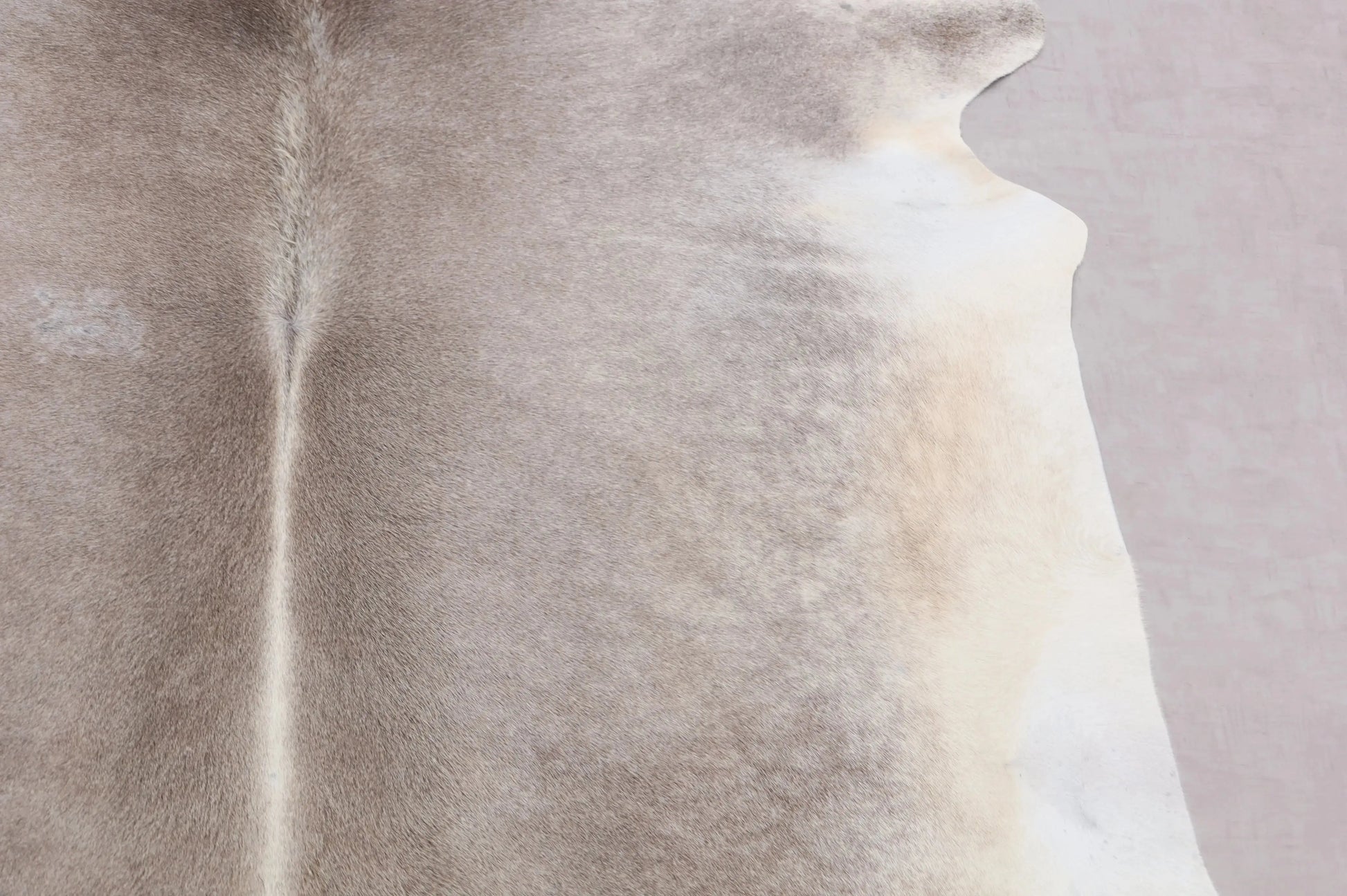 Kuhfell Grau Weiß Beige (3479) 3-4 qm  Gerberei Birke Fellshop: Nahaufnahme Seite