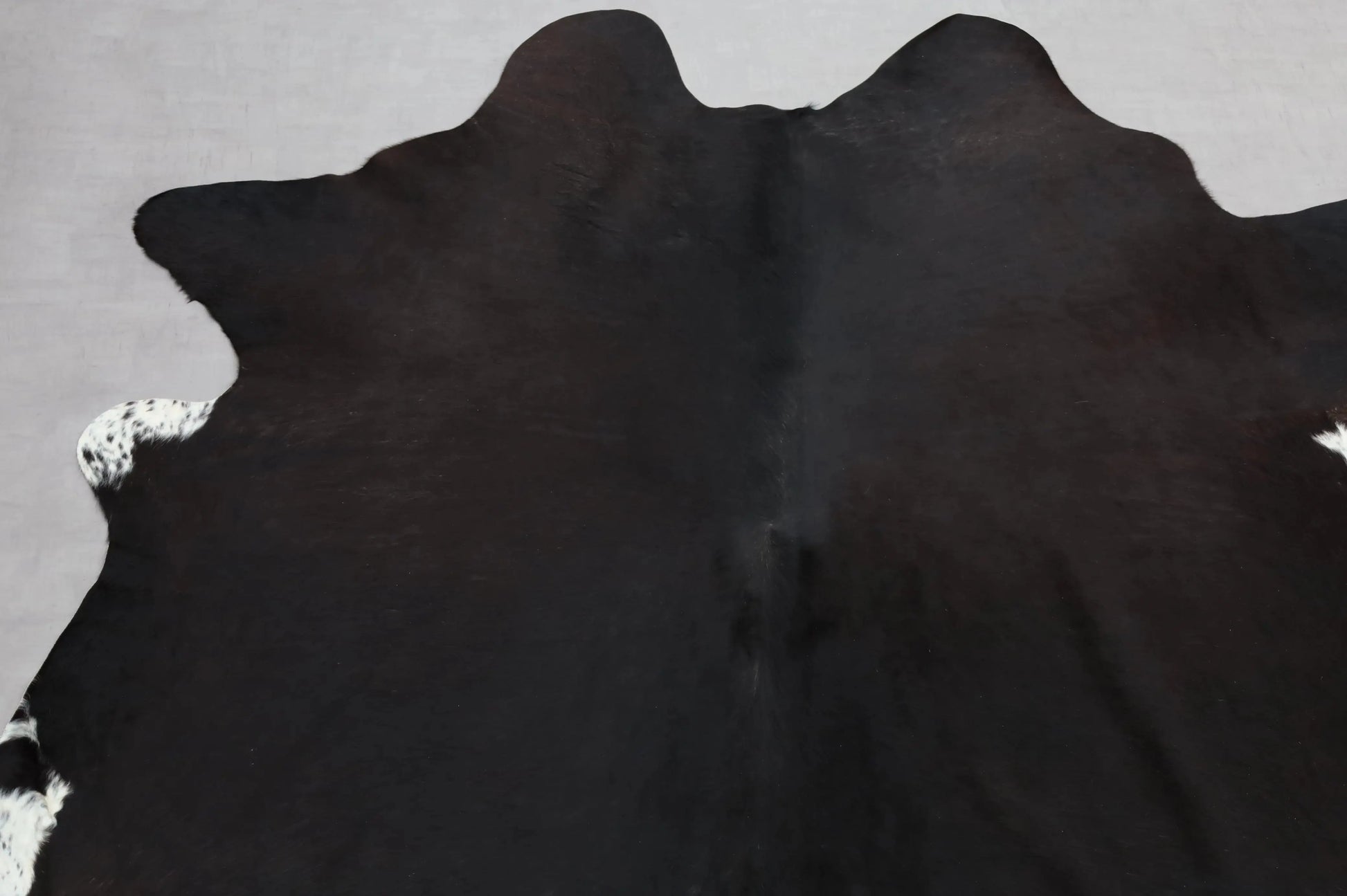Kuhfell Schwarz Weiß Braun (3488) 3-4 qm  Gerberei Birke Fellshop: Nahaufnahme Hals