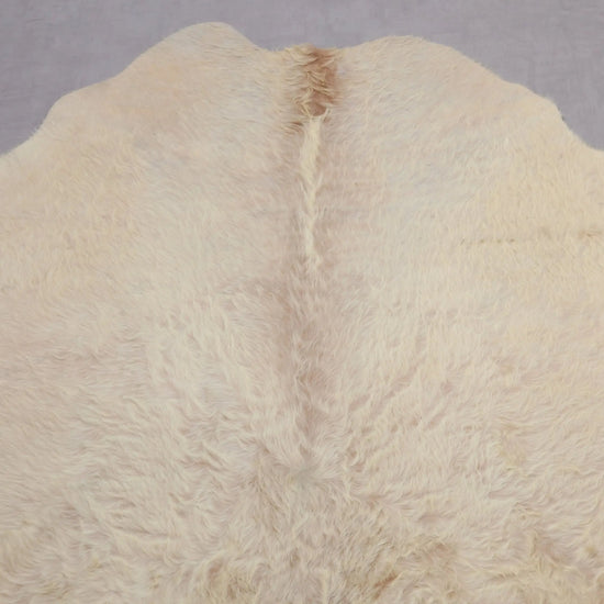 Kuhfell Weiß Beige Gold Langhaar (3496) 3-4 qm  Gerberei Birke Fellshop: Nahaufnahme Hals